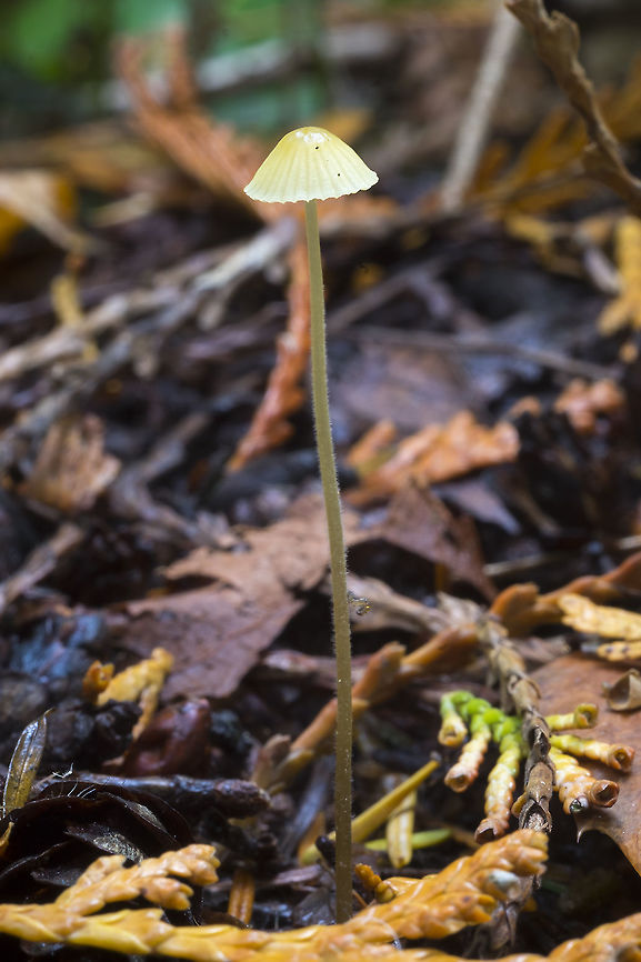 tiny photobomber I didn't even notice the itsy-bitsy inch worm until I was processing the photos Fall,Geotagged,Mycena epipterygia,United States