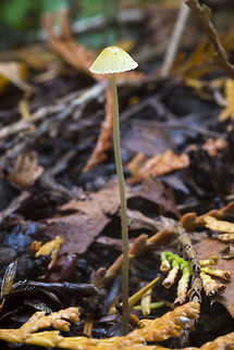 tiny photobomber I didn't even notice the itsy-bitsy inch worm until I was processing the photos Fall,Geotagged,Mycena epipterygia,United States