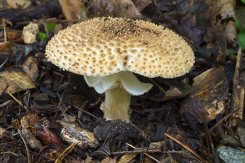 crazy spiky mushroom Amanita sp. come on... I thought for sure this one would be a cinch.. highly scaly with a big ring on the stem, growing on the ground under a deciduous tree.

OK.. I think I have narrowed this down to an Amanita sp. *but* none of the species I can find that have brown scales are said to live here.. *but* this was found in an arboretum, which would have imported plant species, with I guess, the good chance of importing fungi as well.. 
This looks very much like A. cokeri, an east coast species and A. solitaira, a European one.  Fall,Geotagged,United States