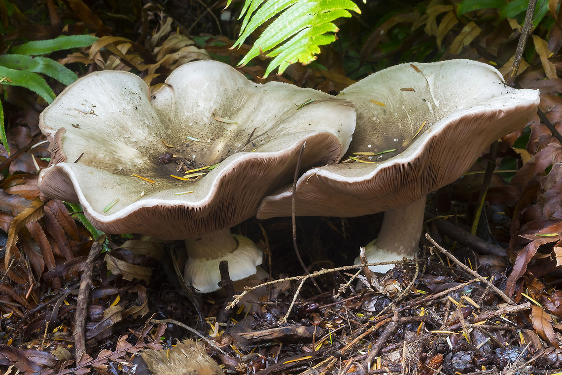 Inky mushroom ☠ this one won&#039;t kill you - but you&#039;ll feel very bad if you eat it..  Agaricus moelleri,Fall,Geotagged,United States