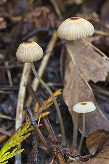 Parasola sp. possibly P. lactea - brown rather than gray growing in woody debris rather than grass Fall,Geotagged,United States