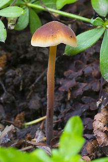 Sushi mushroom thus nicknamed because it smells strongly of fish and cucumber... and it *really* does.. the odor is strong and will transfer to your fingers with just a light touch. Fall,Geotagged,Macrocystidia cucumis,United States