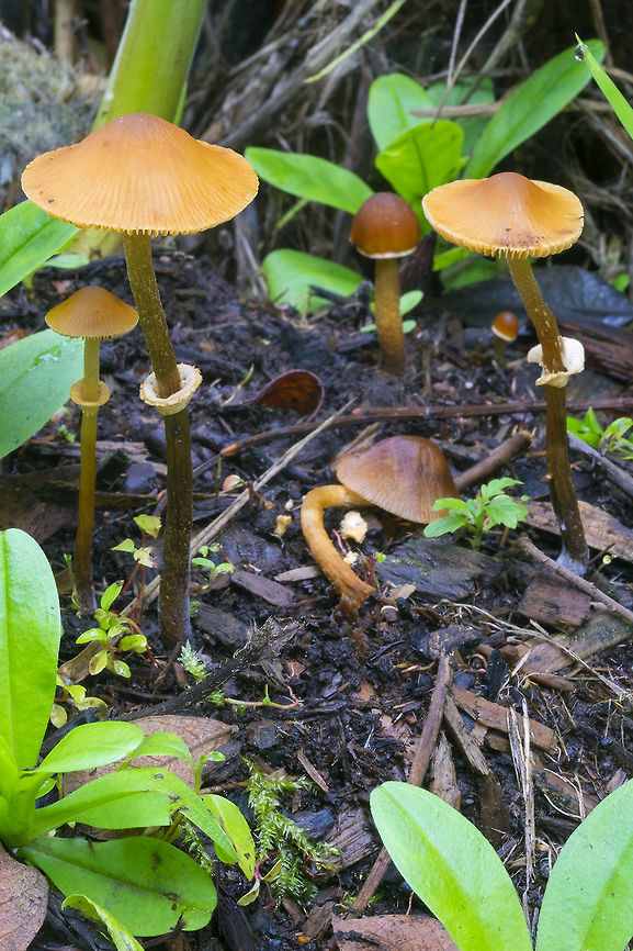 orange/tan mushrooms with a prominent white ring on the stem ☠ Deadly poison! Fall,Geotagged,United States