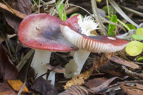 Small bright red Russulas  Fall,Geotagged,Russula fragilis,United States