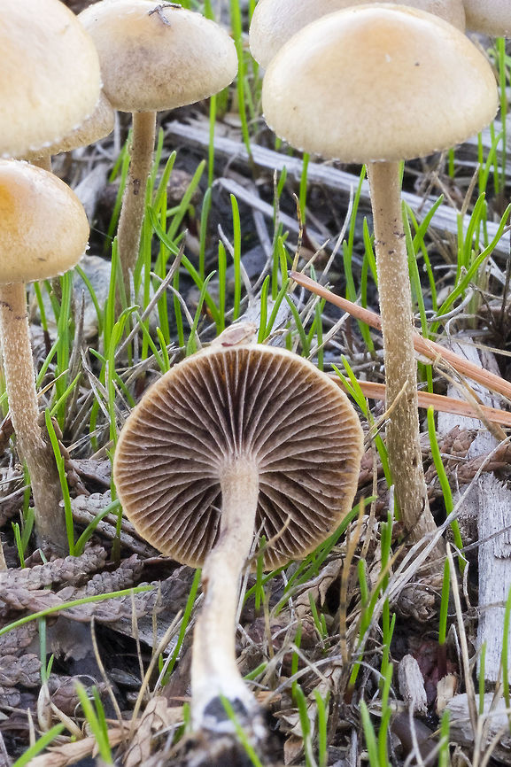 Gill detail  Agrocybe pediades,Agrocybe pediales,Fall,Geotagged,United States