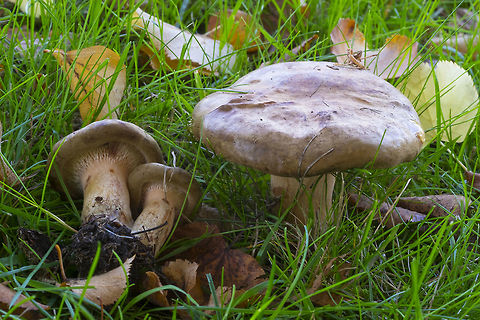 Brown Roll-rim Under cottonwood trees.  Brown roll-rim,Fall,Geotagged,Paxillus involutus,United States