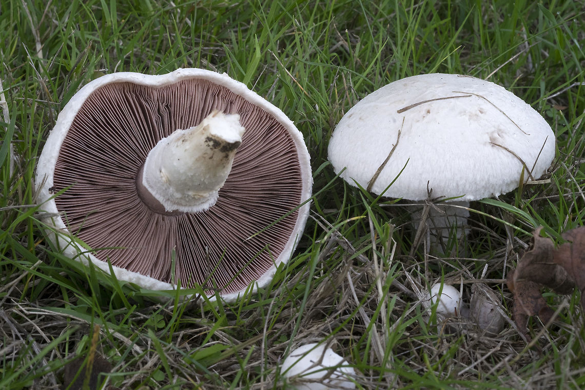 Agaricus campestris differentiated from A. bernardii because it shows no staining. A. bernardii will stain red with damage. All of the munched areas on these and the broken stem (which had been done some time before I arrived) were all clean white. Agaricus campestris,Fall,Geotagged,United States