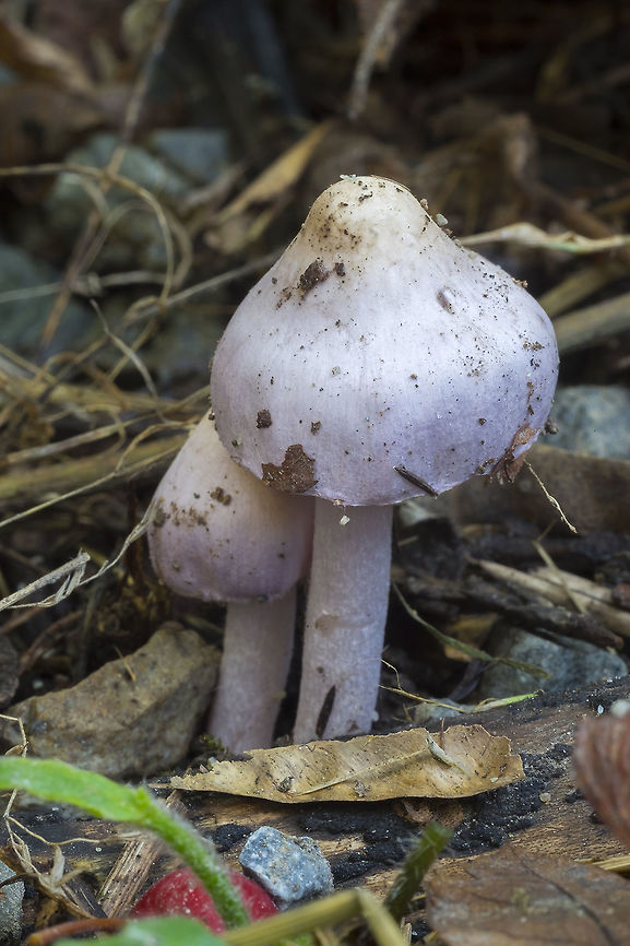 Inocybe geophylla var. lilacana ☠ there is some disagreement about whether this is a subspecies or a separate species...  Inocybe geophylla