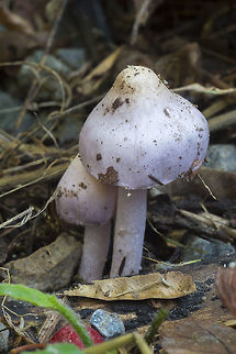 Inocybe geophylla var. lilacana ☠ there is some disagreement about whether this is a subspecies or a separate species...  Inocybe geophylla