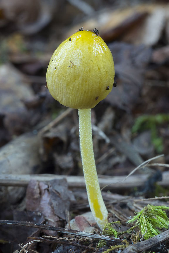 Yellow fieldcap How lucky! to find one of these newly emerged and unopened. They become pretty dull when they dry out and difficult to differentiate from small inky caps. Bolbitius titubans,Fall,Geotagged,United States