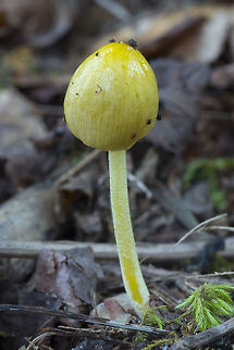 Yellow fieldcap How lucky! to find one of these newly emerged and unopened. They become pretty dull when they dry out and difficult to differentiate from small inky caps. Bolbitius titubans,Fall,Geotagged,United States