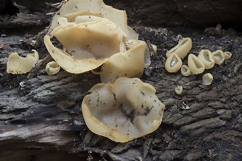 Peziza cerea autocorrect just tried to make this pizza cereal... but anyway.. Calling it P. cerea due to the light color and growth on wood, but also just read this... "Collections designated as P. cerea, P. repanda, and P. micropus do not differ from P. varia enough to be separable as species, macroscopically, microscopically or molecularly"... at least according to one expert - others may disagree :P

Oh.. and I spotted this quite randomly... my battery needed changing and I was having a time juggling everything in my hands, so I walked over to the log to set something down for a minute - voila.  Fall,Geotagged,Peziza cerea,United States