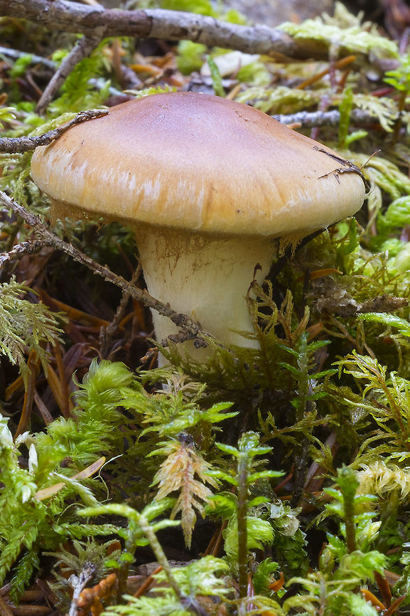 Orange-tan mushroom with a stringy veil Cortinarius perhaps? a bit stocky looking for that species though. Fall,Geotagged,United States