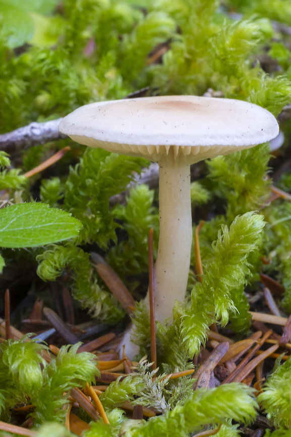Hygrophorus monticola  Fall,Geotagged,Hygrophorus monticola,United States