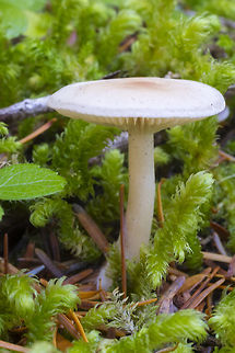 Hygrophorus monticola