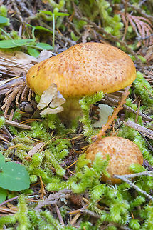 Suillus caerulescens