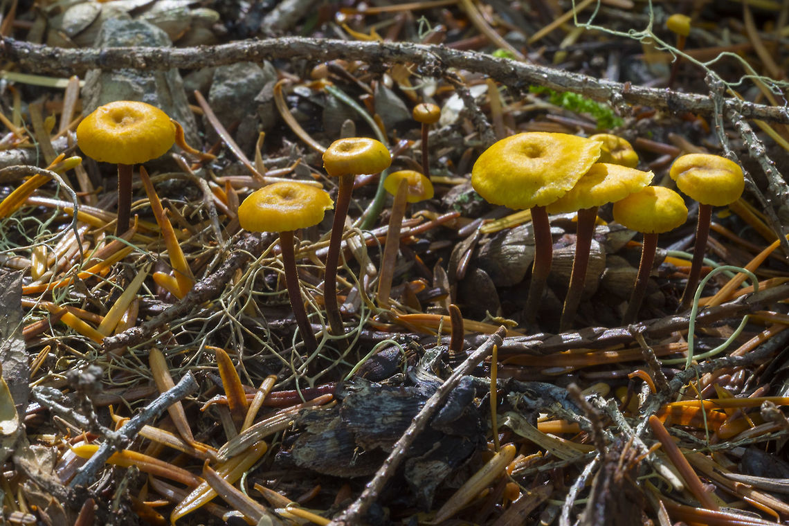 Xeromphalina fulvipes  Fall,Geotagged,United States,Xeromphalina fulvipes