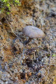 Arrhenia rainierensis