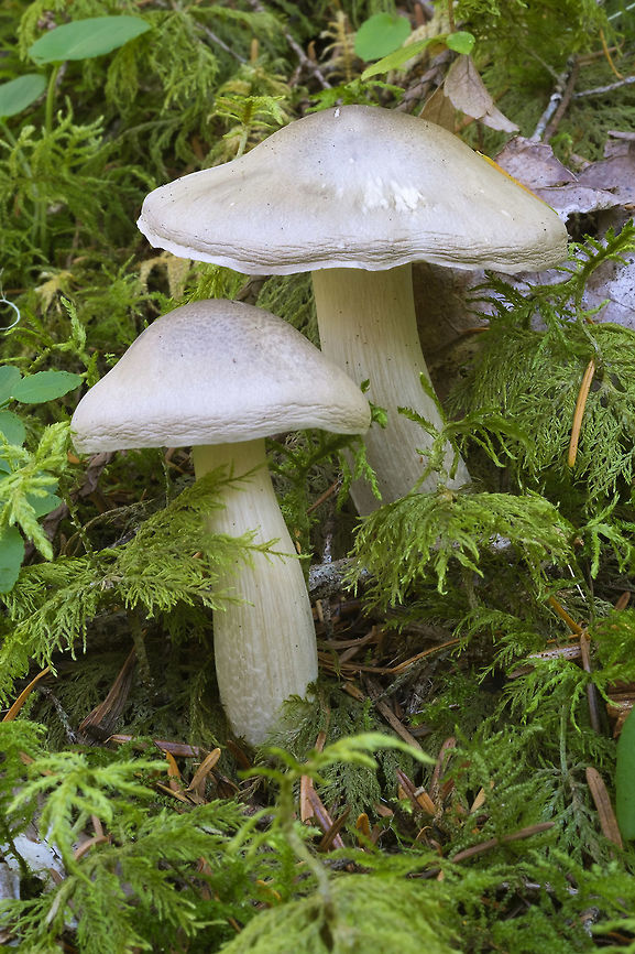 Violet tinged gray mushrooms  Fall,Geotagged,United States