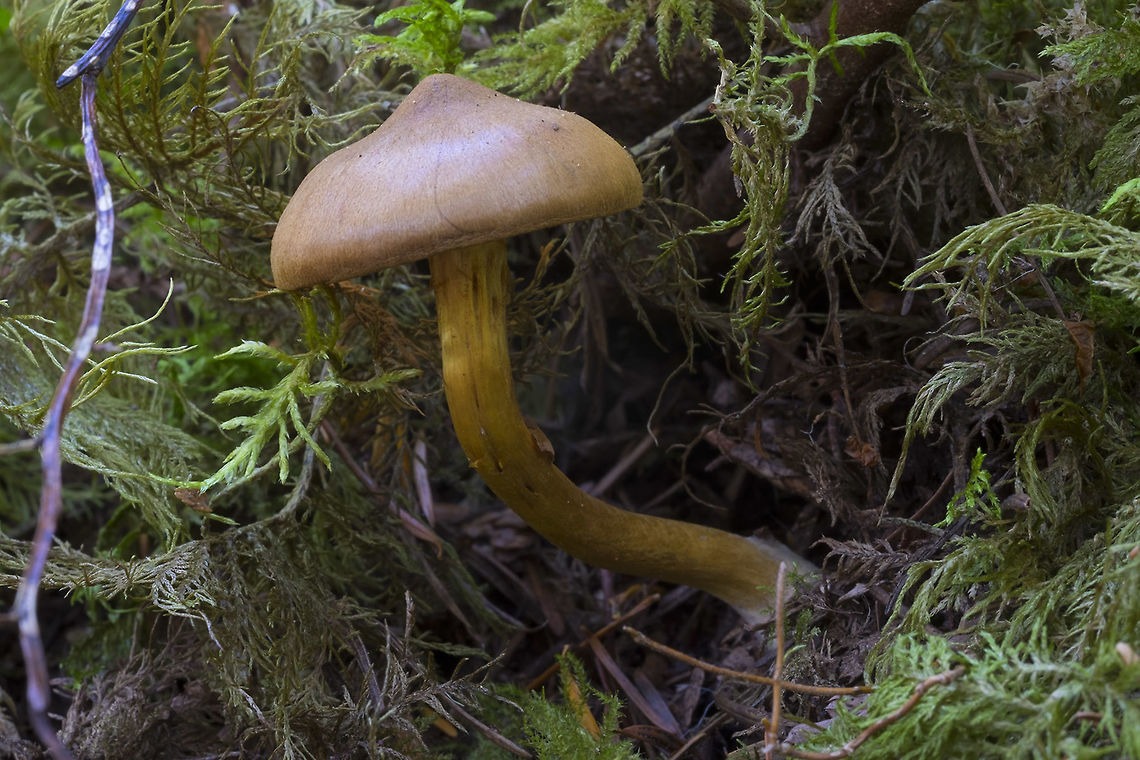 Umbonate yellow mushroom  Fall,Geotagged,United States