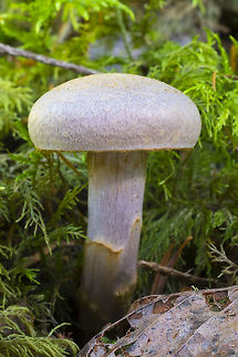 lavender Cortinarius  Cortinarius alboviolaceus,Cortinarius anomalus,Fall,Geotagged,United States,cortinarius alboviolaceus