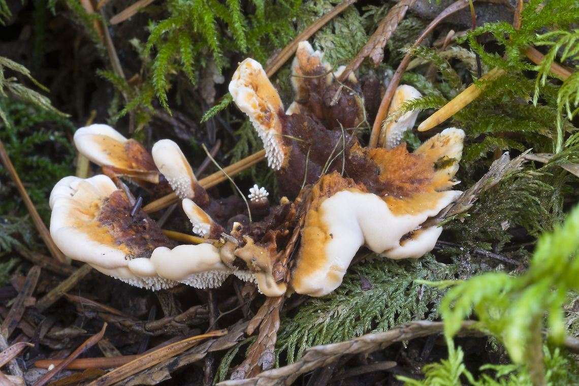 Hydnellum aurantiacum  Fall,Geotagged,Hydnellum aurantiacum,United States