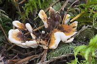 Hydnellum aurantiacum  Fall,Geotagged,Hydnellum aurantiacum,United States