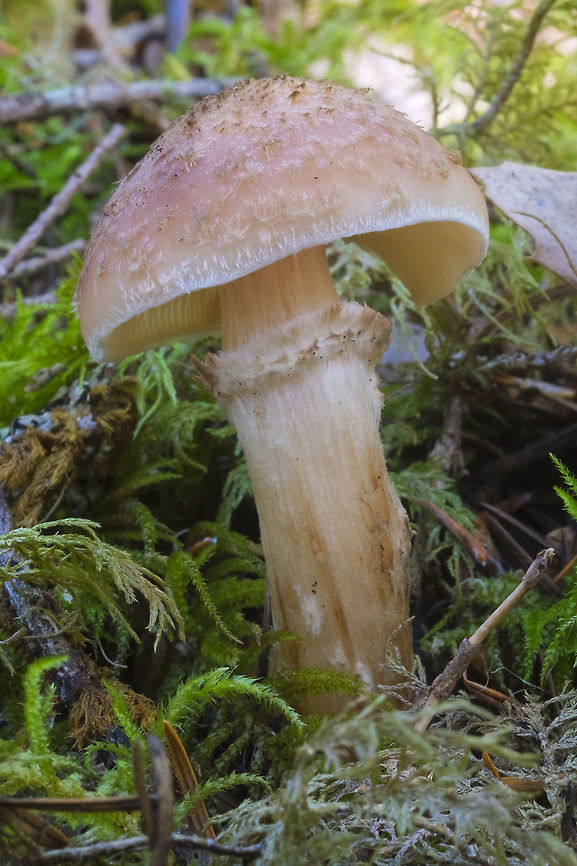 honey fungus  Armillaria solidipes,Fall,Geotagged,United States