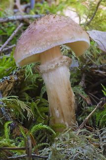 honey fungus  Armillaria solidipes,Fall,Geotagged,United States