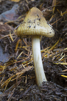 Inocybe sp. several possibles, though the golden color does narrow it down Fall,Geotagged,United States