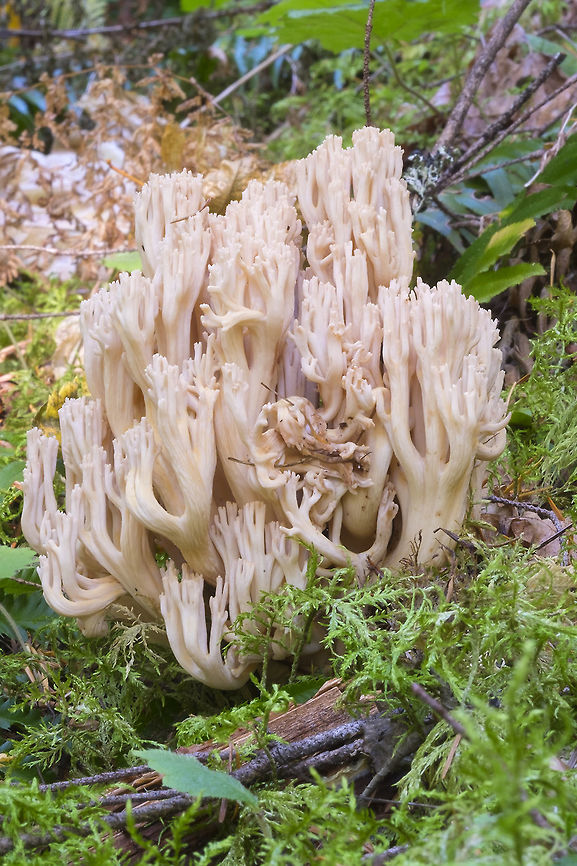 Ramaria botrytis var aurantiiramosa ID based on large size and subtle orange color Clustered coral,Fall,Geotagged,Ramaria botrytis,United States