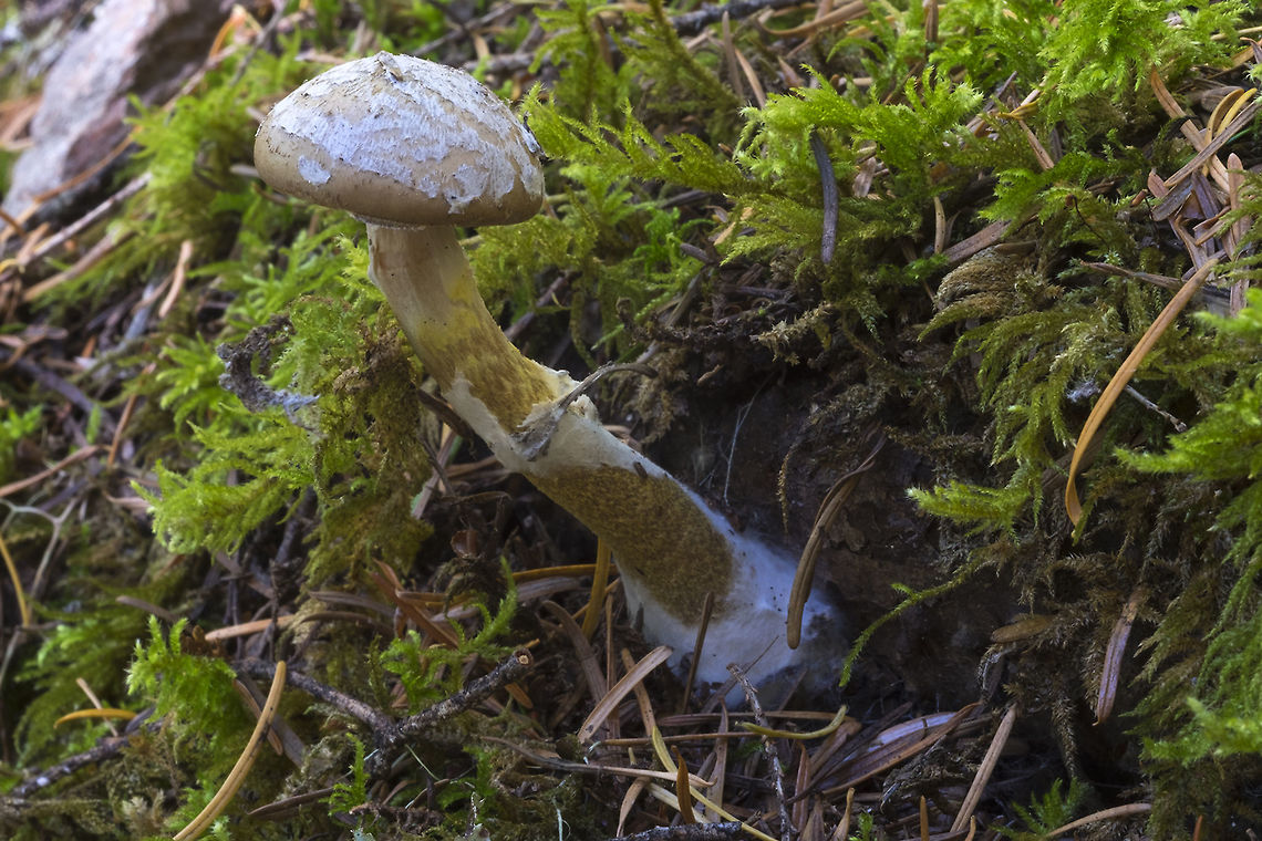 small honey fungus  Armillaria sinapina,Fall,Geotagged,United States