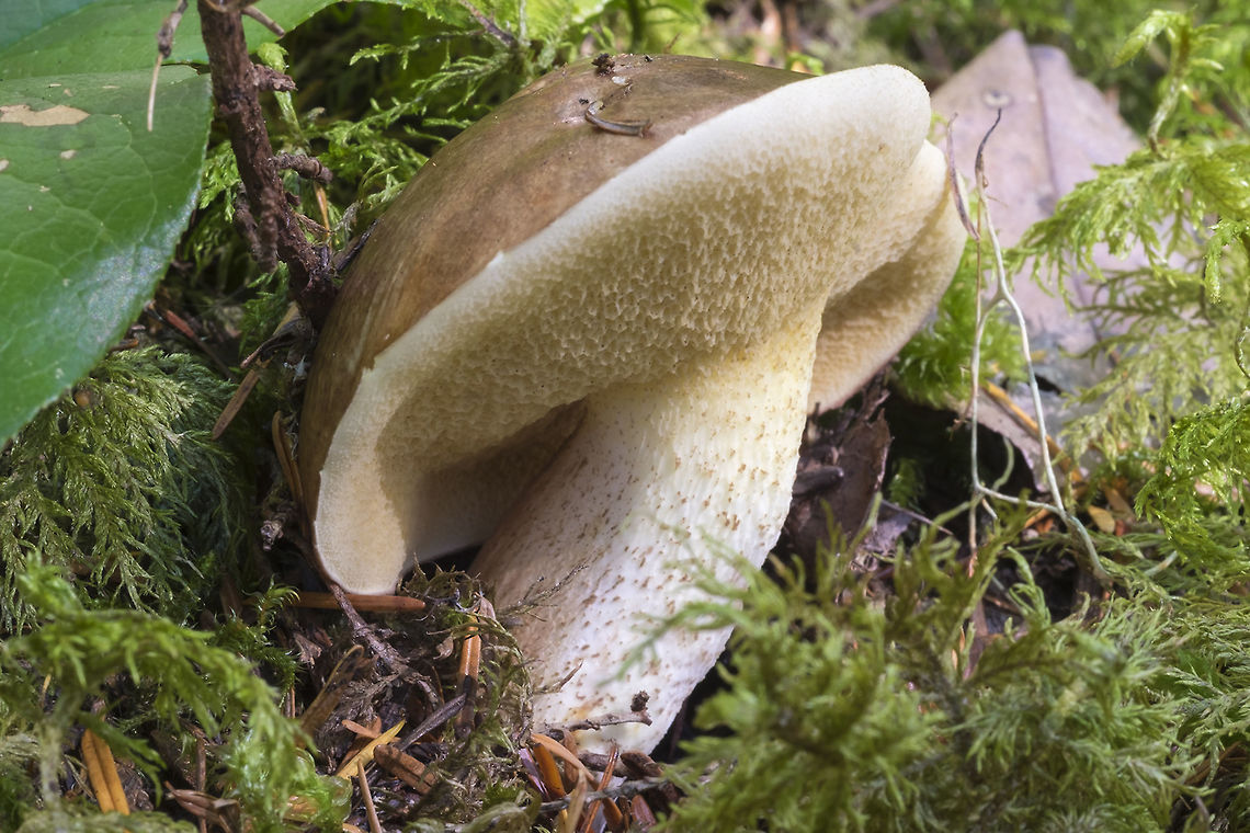 Suillus punctatipes  Fall,Geotagged,Suillus punctatipes,United States