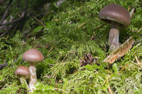 Cortinarius brunneus group  Fall,Geotagged,United States
