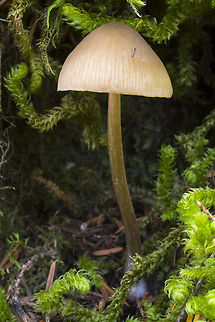 Medium sized olive green/yellow mycenoid mushroom  Fall,Geotagged,United States