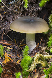 Hygrophorus sp. perhaps  Fall,Geotagged,United States