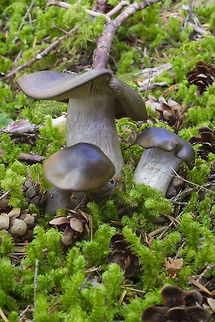 Lyophyllum sp. not a lot of species info... several species groups. Fall,Geotagged,United States