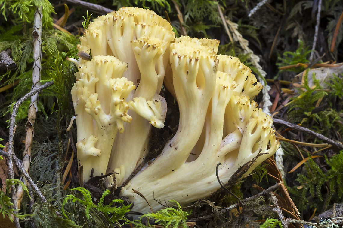 bright yellow Ramaria with reddish brown stained tips  Fall,Geotagged,United States