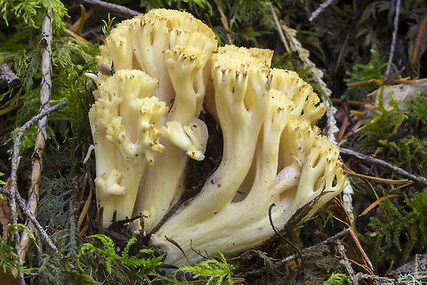 bright yellow Ramaria with reddish brown stained tips  Fall,Geotagged,United States