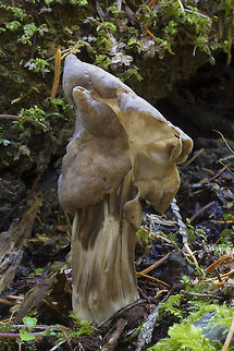 Elfin saddle  Fall,Geotagged,Helvella maculata,United States
