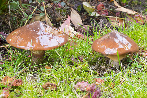 Slippery Jill aaaahhh - my local guide refers to this as Sullius acidus (subolivaceous)... my other local guide doesn't include Sullius acidus and most of the other sources I look at treat them as two separate species... I am now very confused... 

I am going with the idea that subolivaceous is it's own species. Fall,Geotagged,Suillus subolivaceus,United States,olive-capped suillus