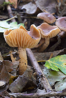 Wavy, waxy looking mushrooms  Fall,Geotagged,Scurfy twiglet,Tubaria furfuracea,United States