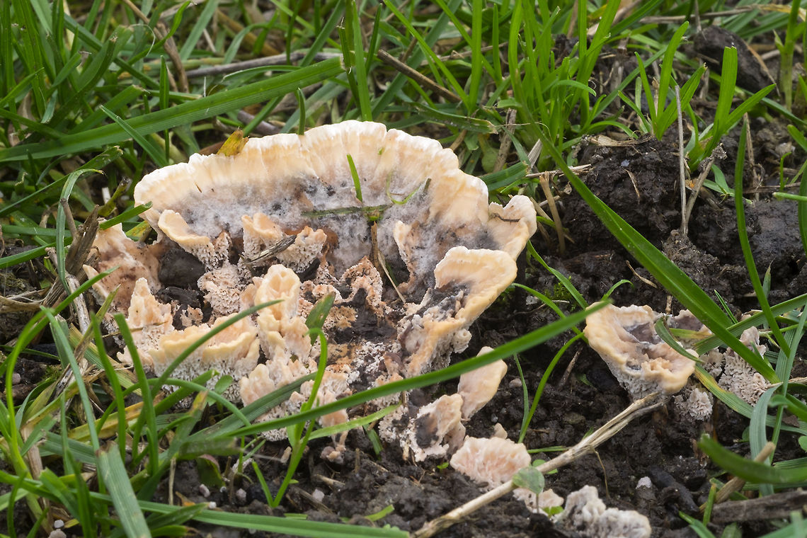 Toothed Fungus  Fall,Geotagged,United States