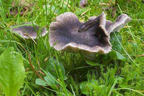 Very dark scaly capped mushrooms Tricholoma sp. possibly T. myomyces Fall,Geotagged,Tricholoma myomyces,United States