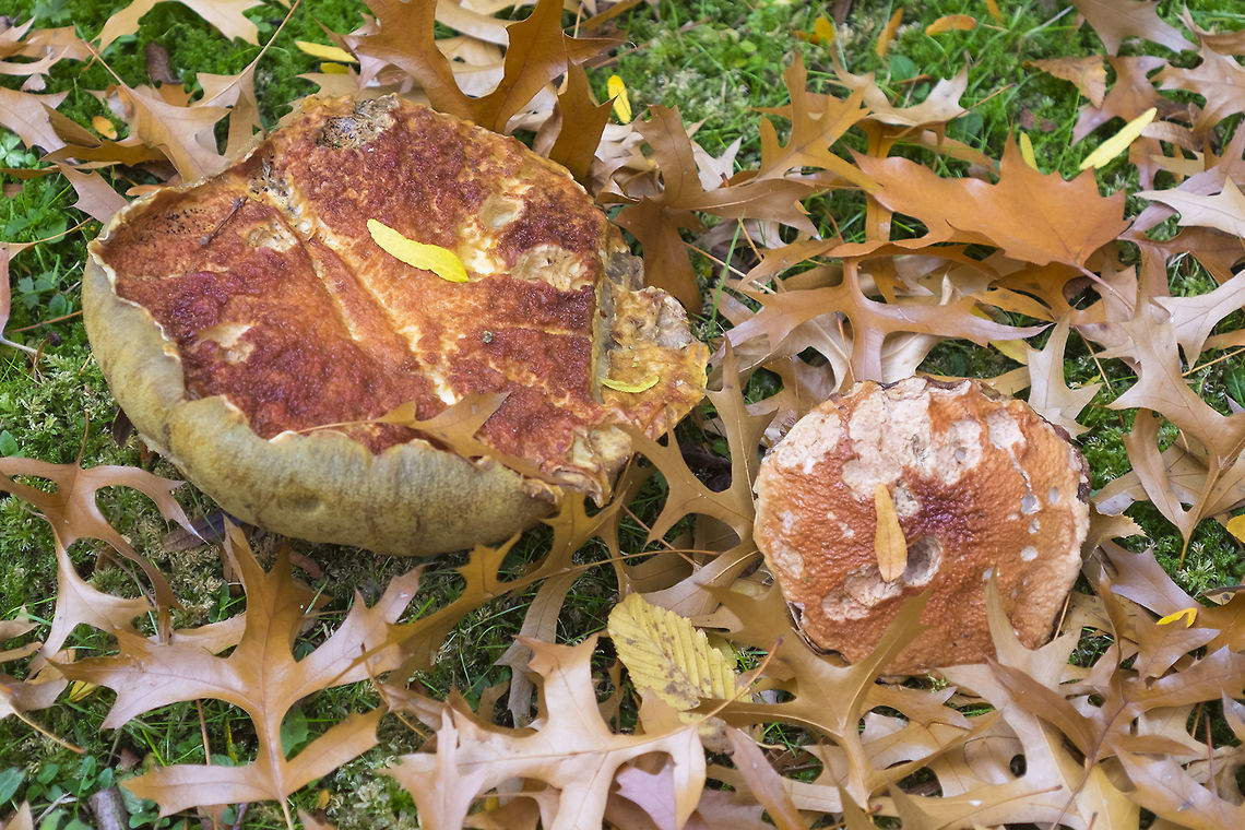 Butyriboletus querciregis I&#039;m not sure that this photo really shows the scale that well - this mushroom is *huge* the big one is soccer ball sized at least..  Part of the Butyriboletus complex - at least 3 species that are very similar physically, one fruits in fall, one in spring and one under oak trees.  Butyriboletus querciregius,Fall,Geotagged,United States