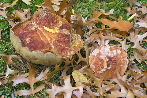 Butyriboletus querciregius