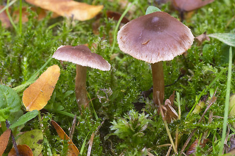 small brown umbonate mushrooms  Fall,Geotagged,United States