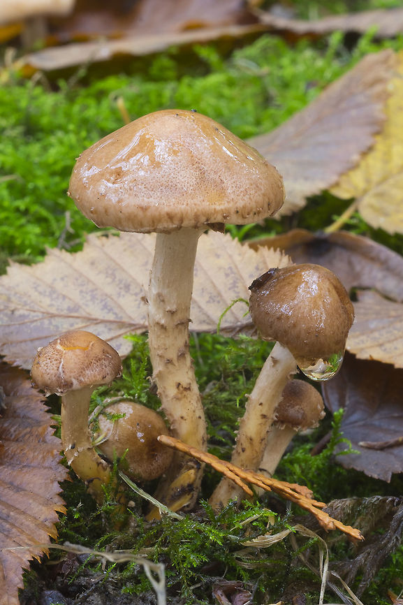 small LBM cluster  Fall,Geotagged,United States