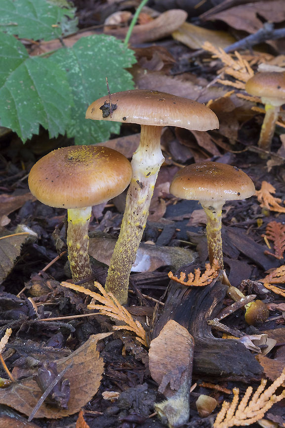 Armillaria sp.  Fall,Geotagged,United States