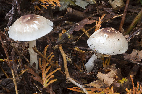 Leucoagaricus sp.  Fall,Geotagged,United States